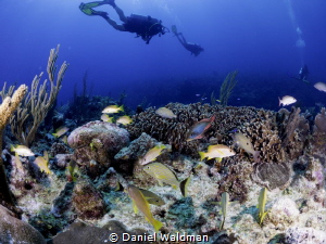 Esmeralda Reef by Daniel Waldman 
